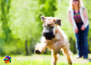 Washington Dog Walkers Fetch! Pet Care