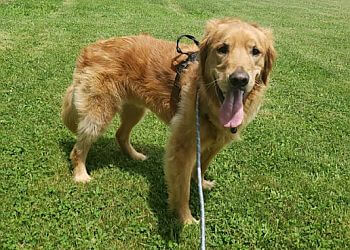 Fetch! Pet Care Downtown and East Pittsburgh Pittsburgh Dog Walkers image 1