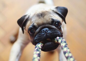 Tucson Dog Walkers Fetch! Pet Care Tucson