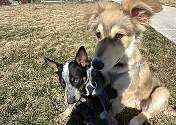 Boise City Dog Walkers Fetch! Pet Care of Boise to Ontario
