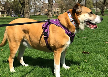 Fetch! Pet Care of North Pittsburgh - Pittsburgh, PA Dog Walkers - Field Work Image