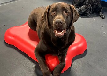 Buffalo Dog Training Fetch n' Catch