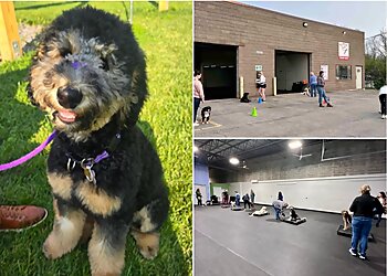 Buffalo Dog Training Fetch n' Catch