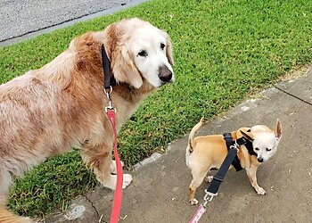 Corpus Christi Dog Walkers FidoSit Pet Sitter