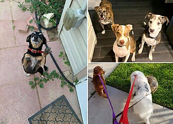 3 Best Dog Walkers in Corpus Christi, TX - ThreeBestRated