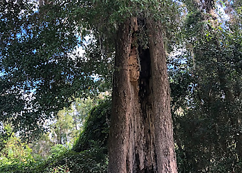 Tallahassee Tree Services Fielder Tree Service, LLC