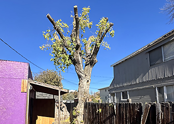 Provo Tree Services Fili Tree Expert & Landscaping LLC