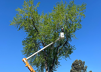 Provo Tree Services Fili Tree Expert & Landscaping LLC