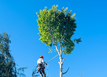 Fili Tree Expert & Landscaping LLC Provo Tree Services image 1