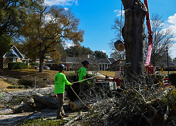 Finch’s Tree Service - Mobile, AL Tree Services - Team Working Image