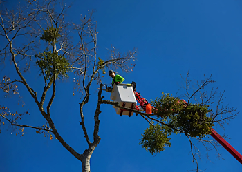 Finch’s Tree Service - Mobile, AL Tree Services - Outdoor Work Image