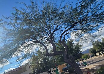 Tucson Tree Services Finest Tree Service
