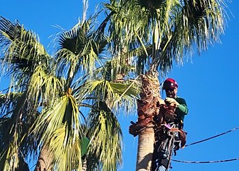 Tucson Tree Services Finest Tree Service