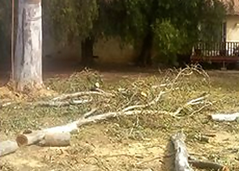 Oxnard Tree Services First Class Tree Service