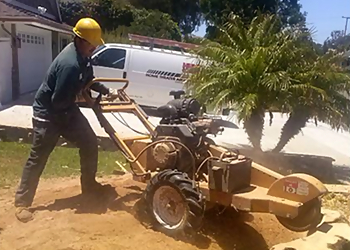 Oxnard Tree Services First Class Tree Service