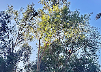 Oceanside Tree Services Five Star Tree Care Inc.