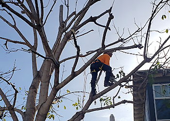 Oceanside Tree Services Five Star Tree Care Inc.