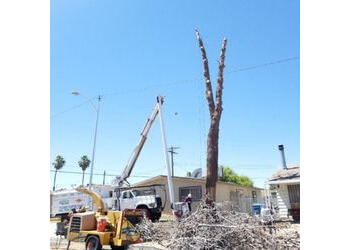 Five Star Tree Service - Las Vegas, NV Tree Services - Service Vehicle Image