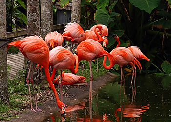 Pembroke Pines Places To See Flamingo Gardens