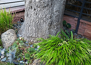 Westminster Tree Services Flatirons Stump Removal