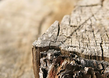 Westminster Tree Services Flatirons Stump Removal