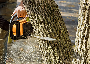 Lubbock Tree Services Flocy Tree Service LLC