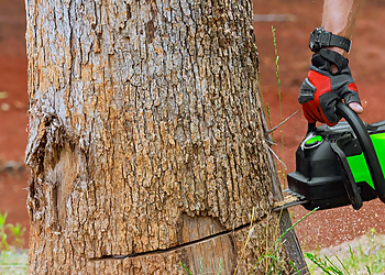 Lubbock Tree Services Flocy Tree Service LLC