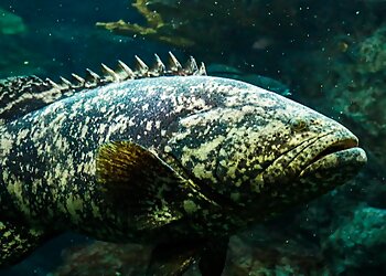 Tampa Places To See Florida Aquarium