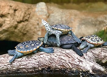 Tampa Places To See Florida Aquarium