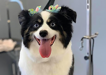 Cedar Rapids Pet Grooming Fluffy Butts Pet Spaw LLC