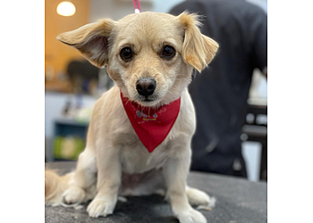 Pasadena Pet Grooming Fluffy Puppy