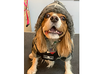 Pasadena Pet Grooming Fluffy Puppy