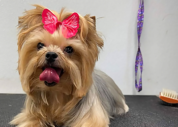 Fremont Pet Grooming Fluffy Puppy Pet Grooming