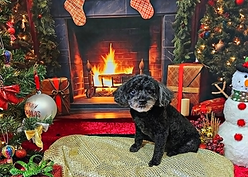 Jackson Pet Grooming Fondren Pet Salon