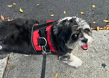 Hialeah Dog Walkers ForHappyPets