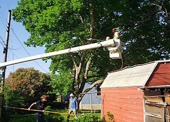 Killeen Tree Services Ford Tree Service