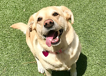 Round Rock Veterinary Clinics Forest Creek Animal Hospital