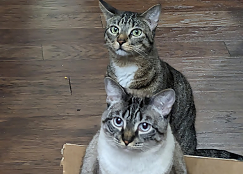 Round Rock Veterinary Clinics Forest Creek Animal Hospital