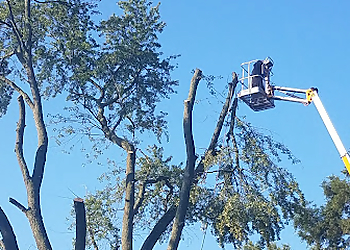 Grand Rapids Tree Services Forest Green Tree Service LLC