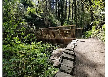 Portland Hiking Trails Forest Park