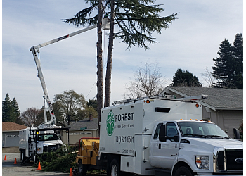 Forest Tree Services