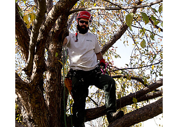 Fort Collins Tree Care Inc. Fort Collins Tree Care Inc.