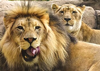 Fort Wayne Places To See Fort Wayne Children's Zoo