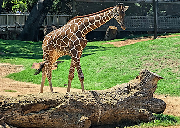 Fort Worth Places To See Fort Worth Zoo