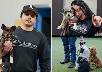 Chicago Dog Training Found Chicago Boarding & Training Center