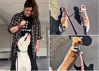 New Haven Dog Walkers Four Legged Care LLC