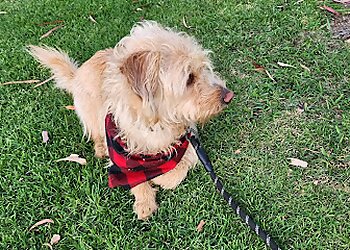 Orange Dog Walkers Four Paws & Exotics Pet Sitting