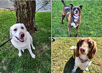 Orange Dog Walkers Four Paws & Exotics Pet Sitting