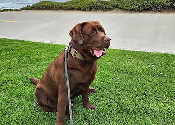 Four Paws & Exotics Pet Sitting Orange Dog Walkers image 1