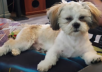 Walnut Creek Pet Grooming Four Paws Grooming